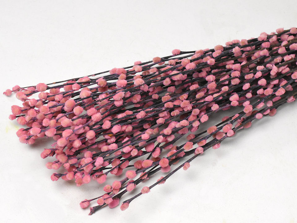 Chatons de Saule 70cm Rose 50pcs