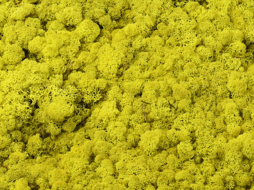 Lichen stabilisé Jaune Citron par kg