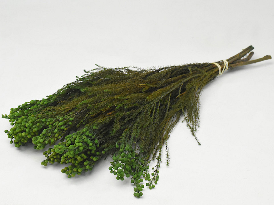 Lanuginosa Grün 40cm