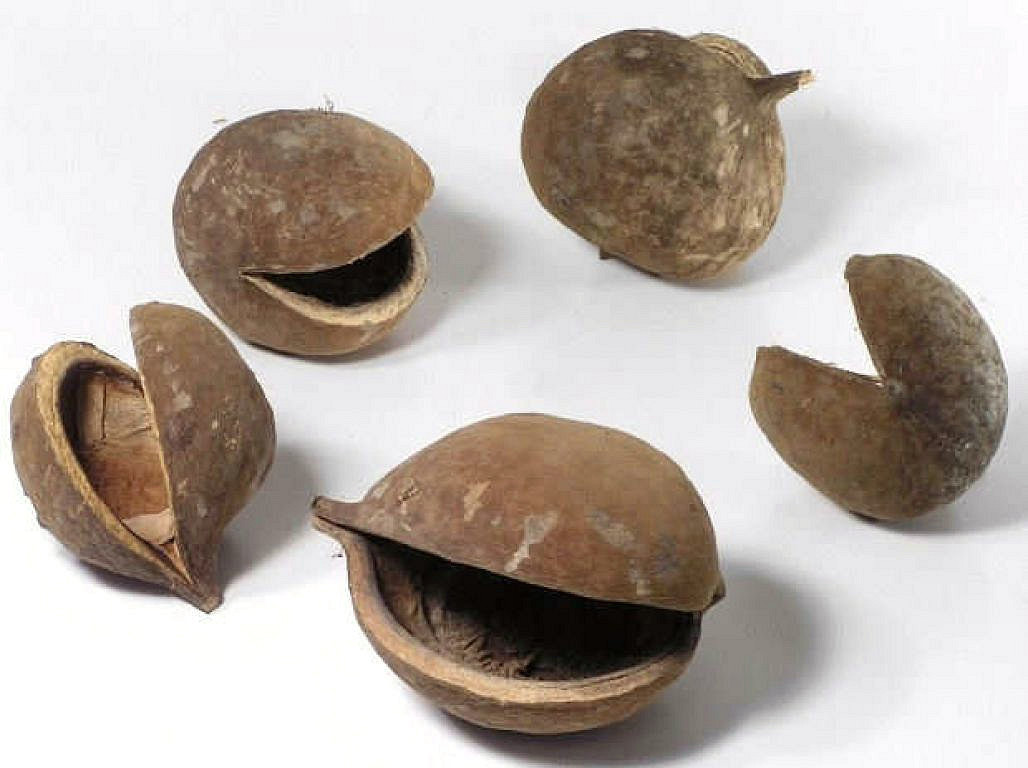 Buddha Nut 8-12cm 15-Pack