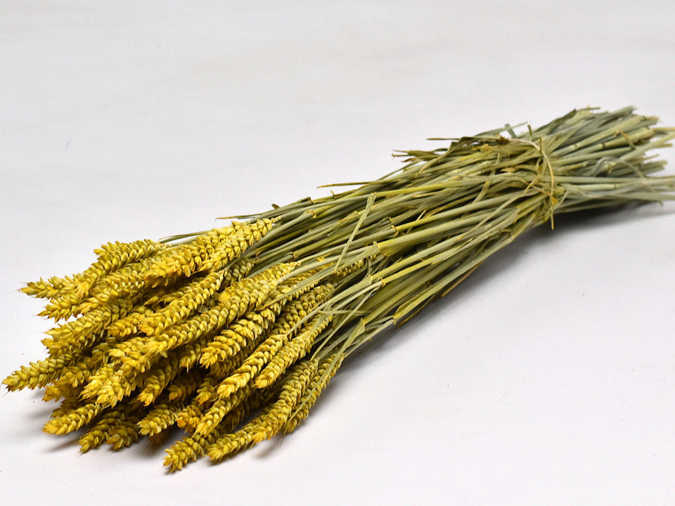 Bouquet Triticum Jaune (blé) 70cm