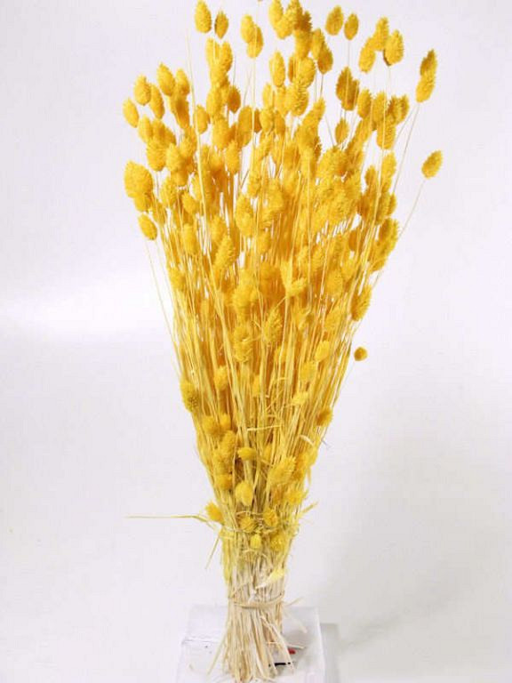 Phalaris Helder Geel 70cm OUD