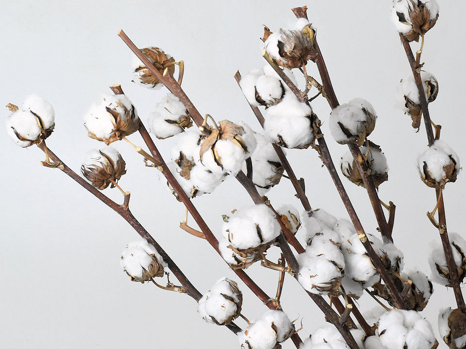 Cotton Balls on stem