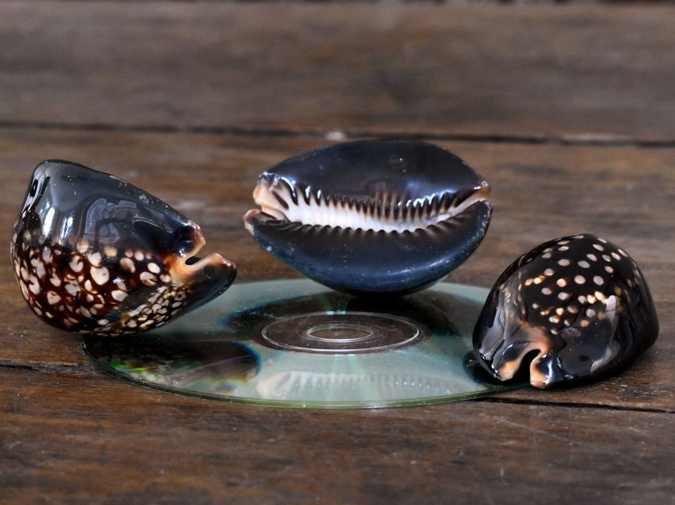 Schelpen Kowok Hitam 6-7cm