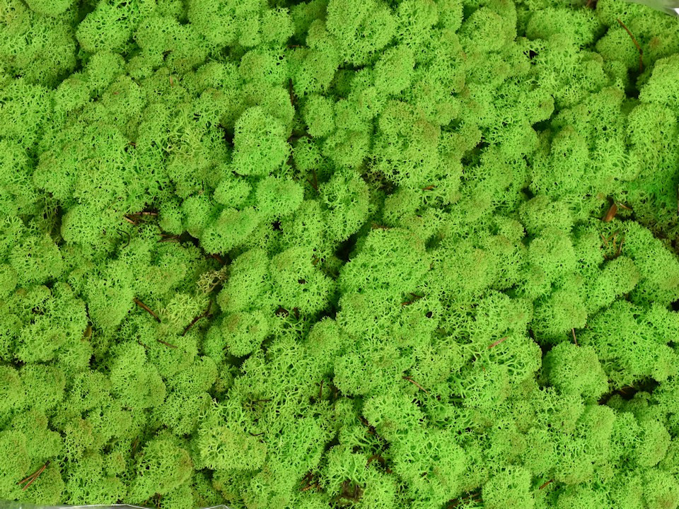 Reindeer Moss Spring Green per kg