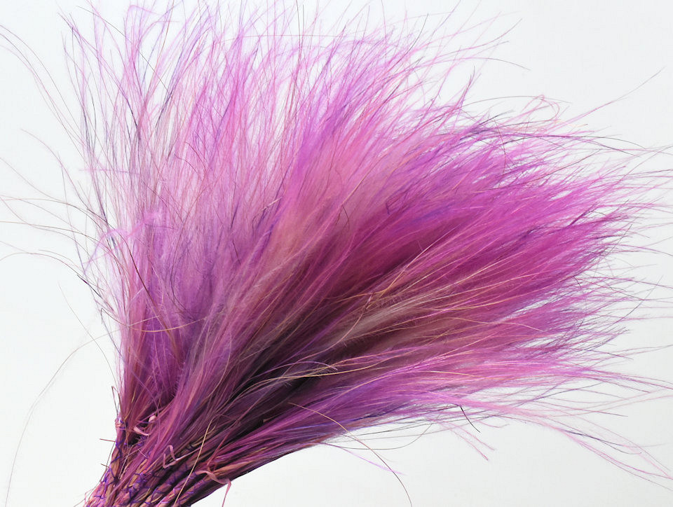Stipa Penata 50cm, Violet, 50 touffes 