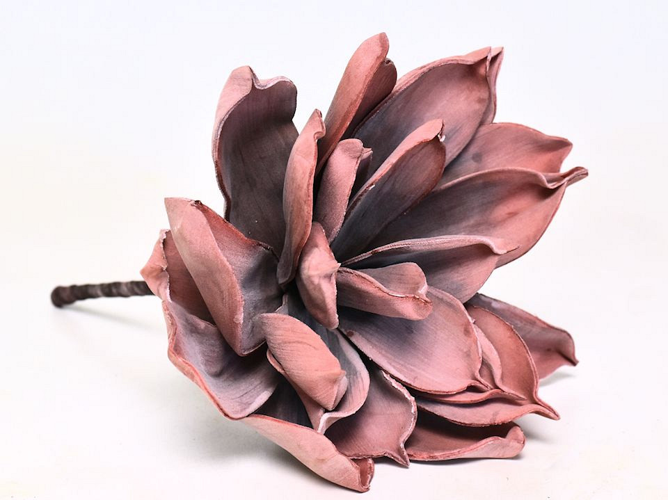 Dracaena 30cm Rose