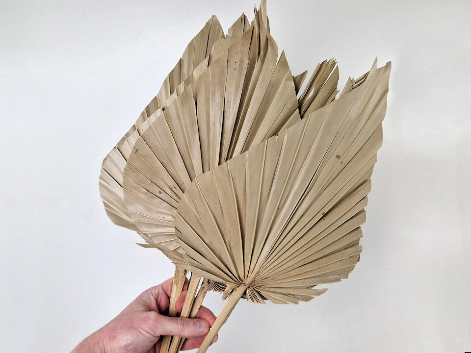 King Palm Spear 