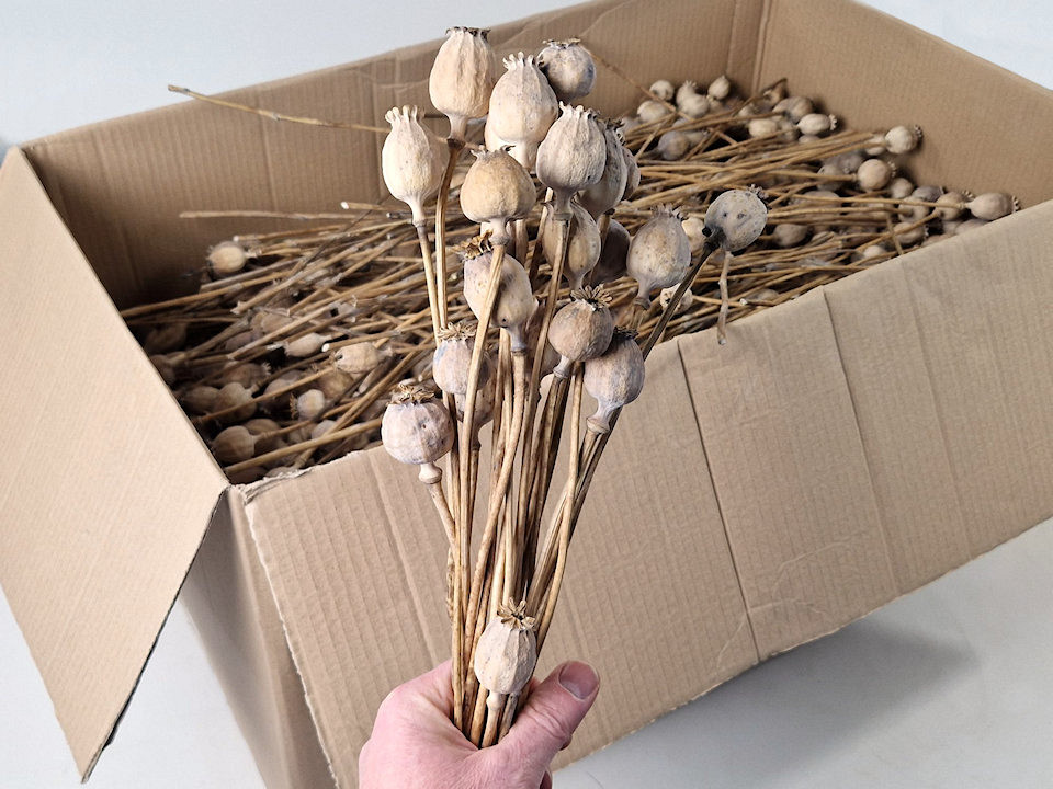 Papaver 15pcs dia 20-30mm