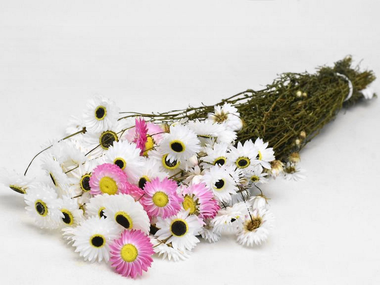 Acroclinium Weiß Mix 50cm