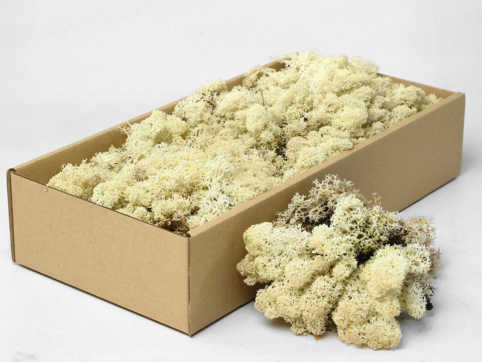 Reindeer Moss Natural 500g.
