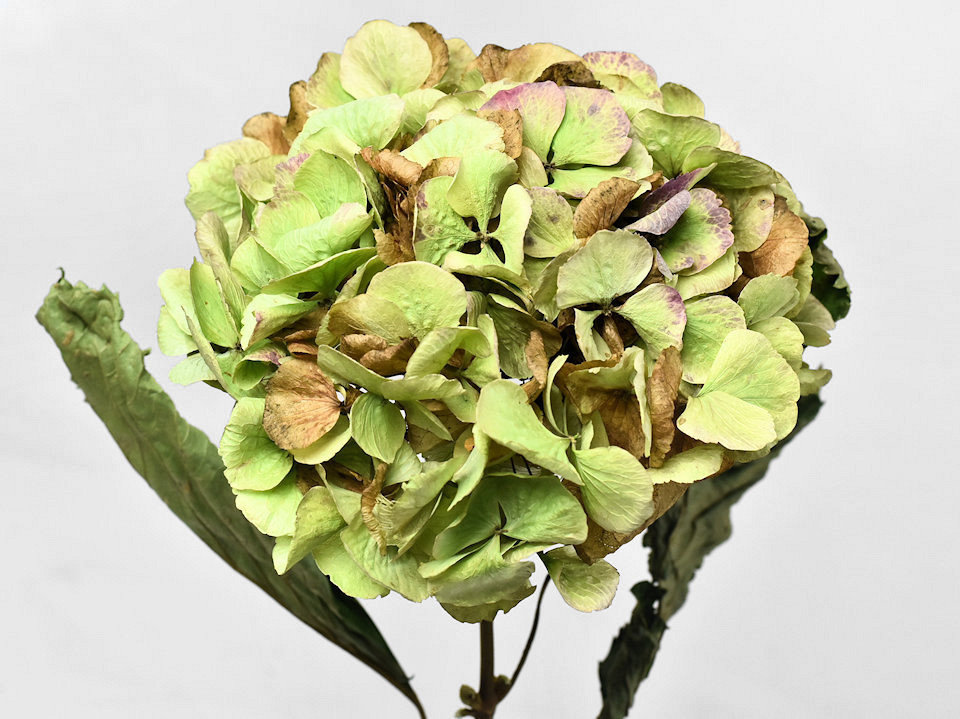Gedroogde hortensia