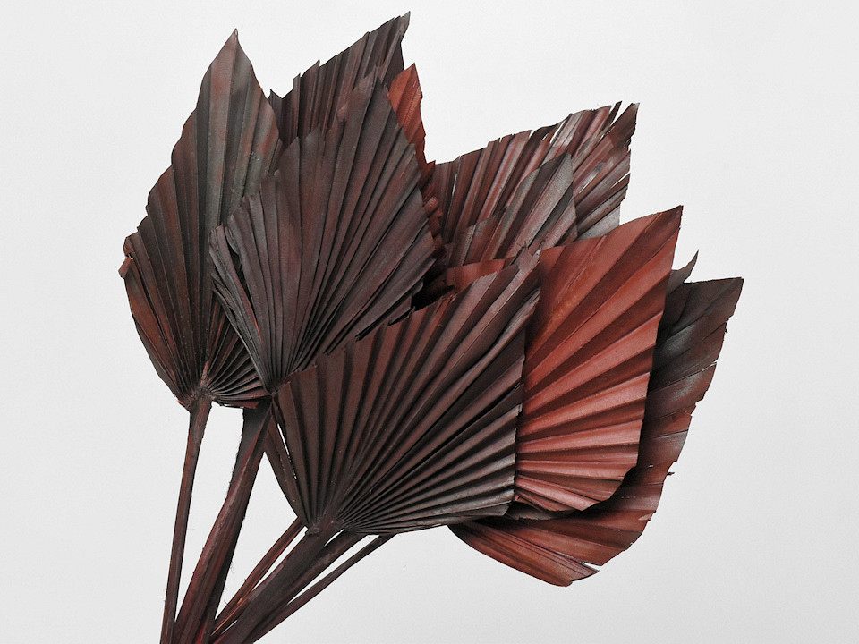 Palm Spear Brown 40-55cm 