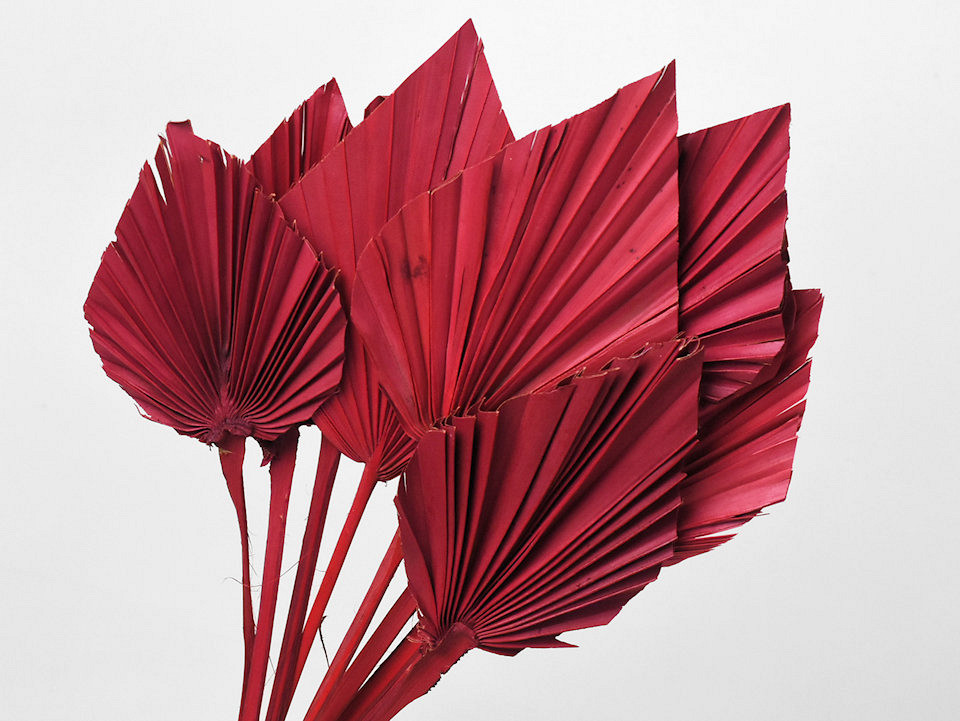 Palm Spear Rot 40-55cm 