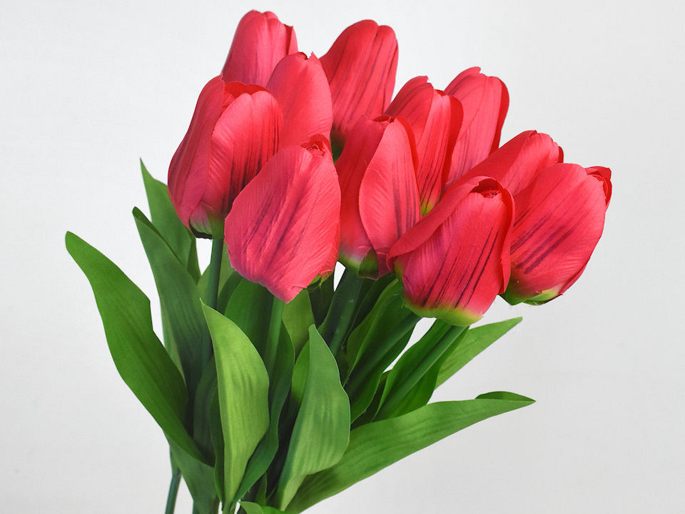 Tulip Red 60cm