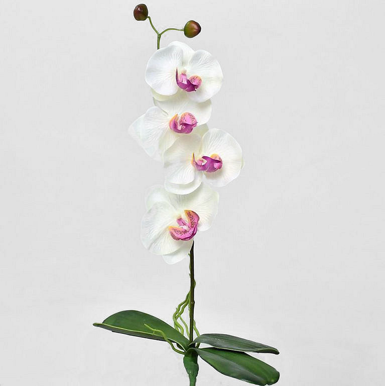 Orchidée Papillon Blanc 50cm 