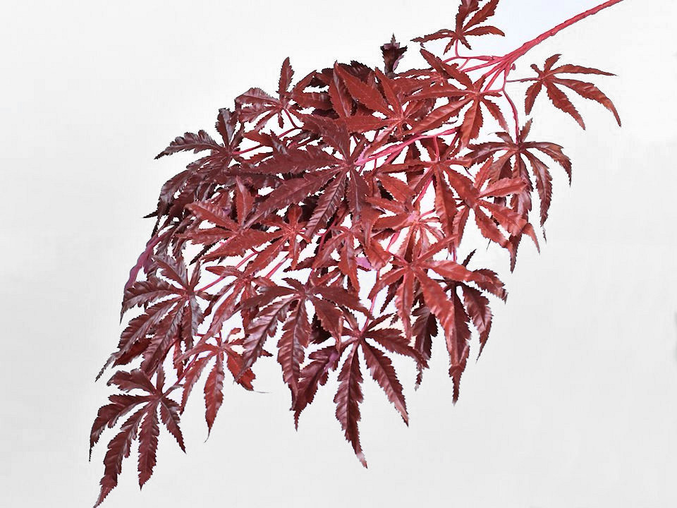 Japanse Esdoorn 70cm Rood