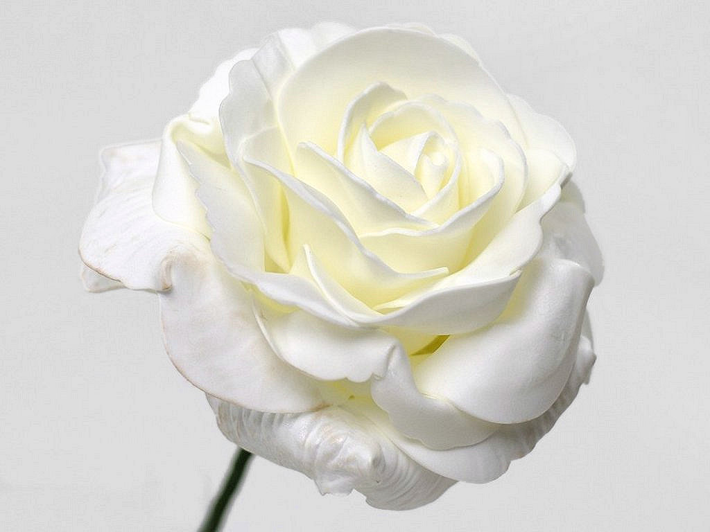 Rose en Mousse XL Blanc, D 13cm