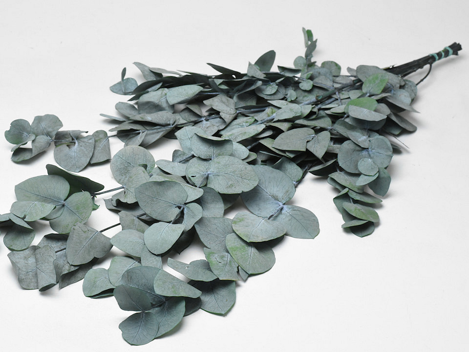 Eucalyptus Cinerea Blauw-Groen 65cm