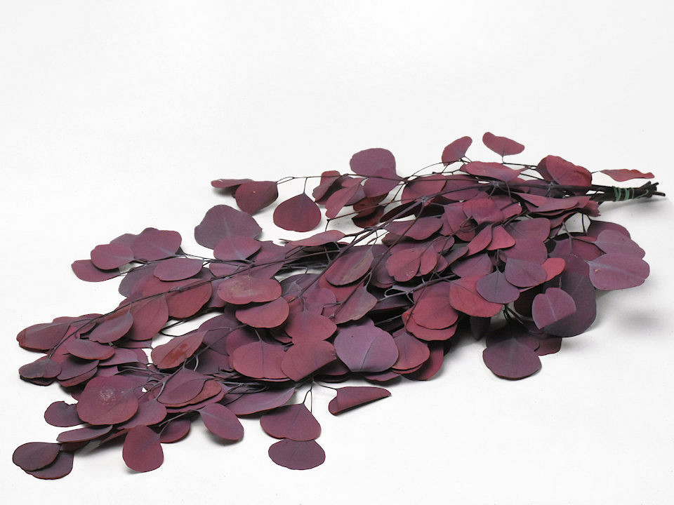 Eucalyptus Populus Red 65cm
