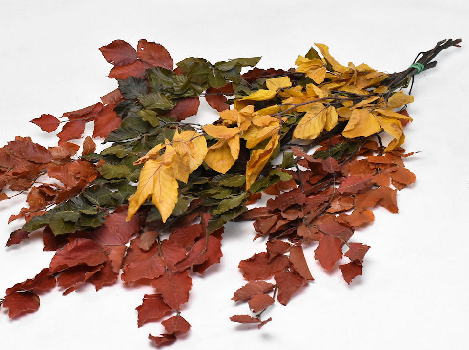 Feuille de Hêtre Mix 80cm 150gr.