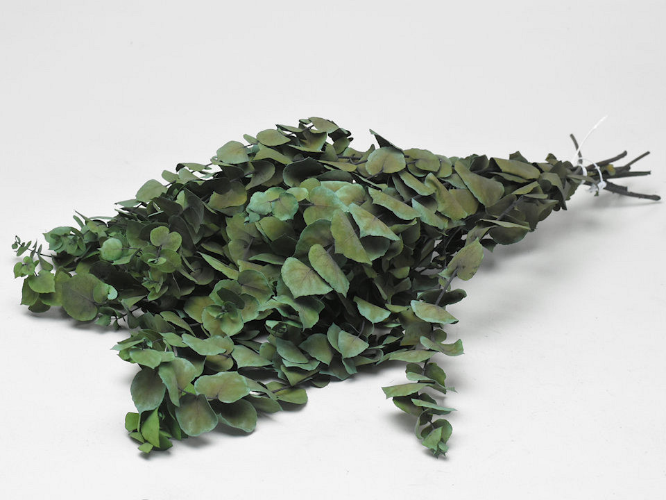 Eucalyptus Stuartiana Groen 65cm.