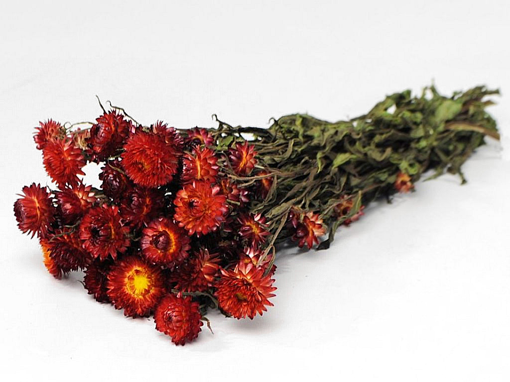 Helichrysum Rood 45cm