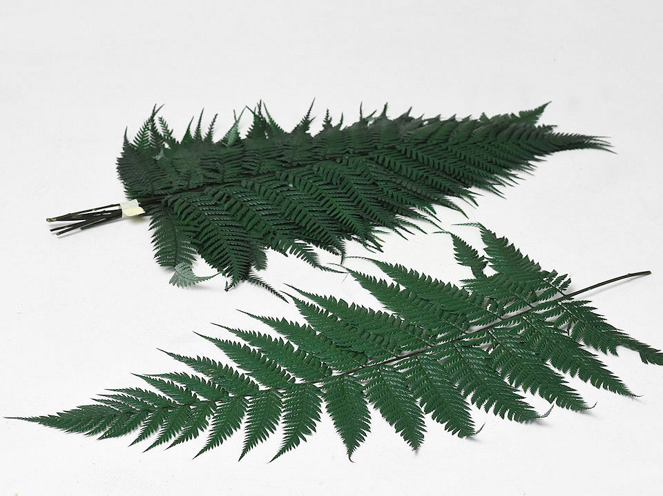 Varen Brilliant Fern 30-40cm 10-Pack