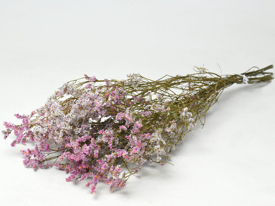 Limonium Rose 60cm 