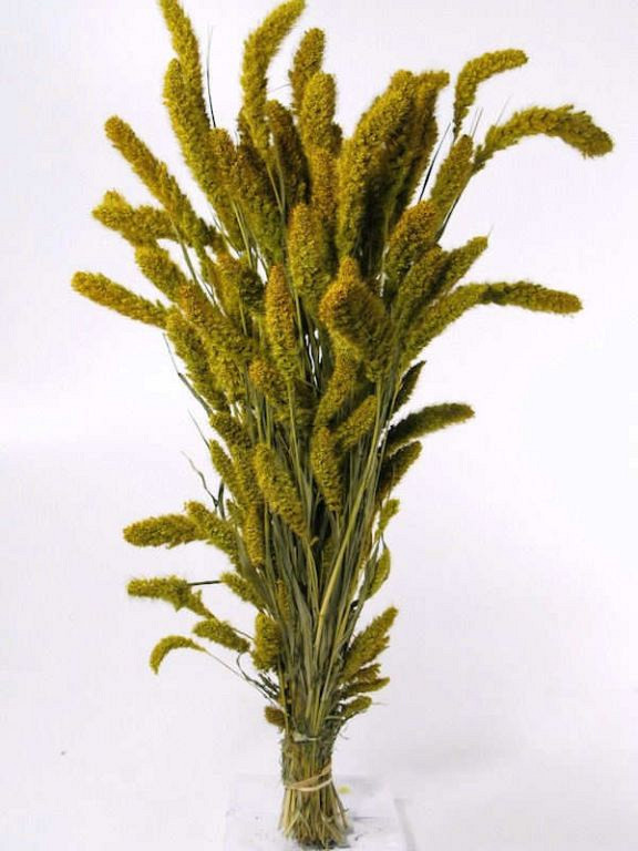 Setaria Lente Groen 65cm