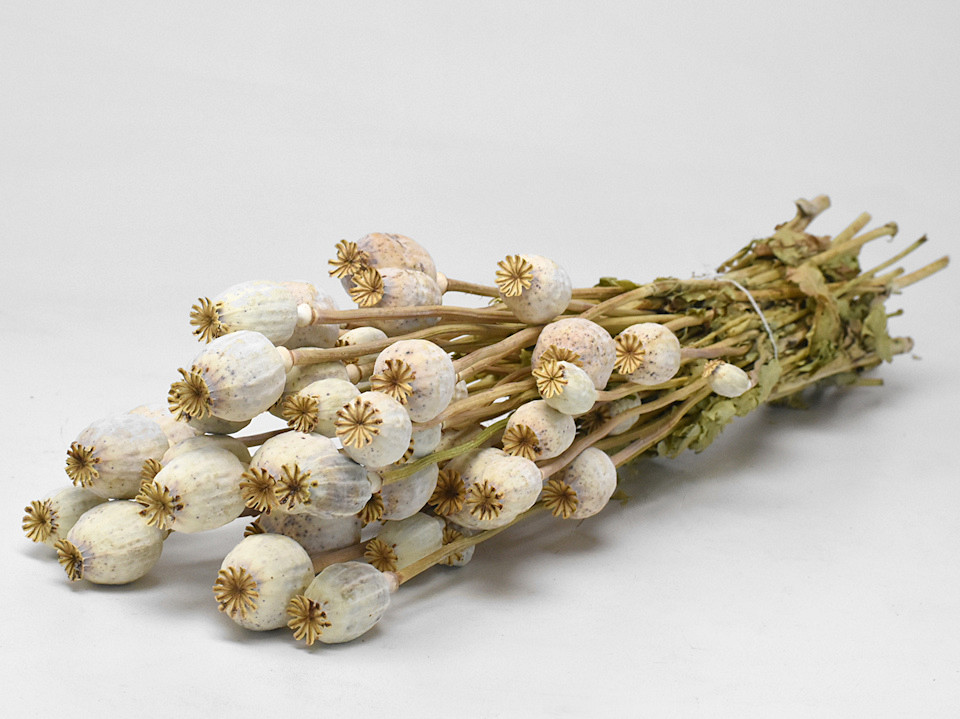 Pavot Naturel