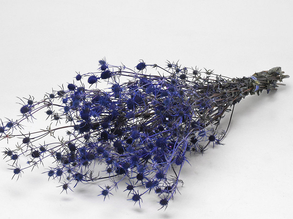 Eryngium Distels 60cm Blauw