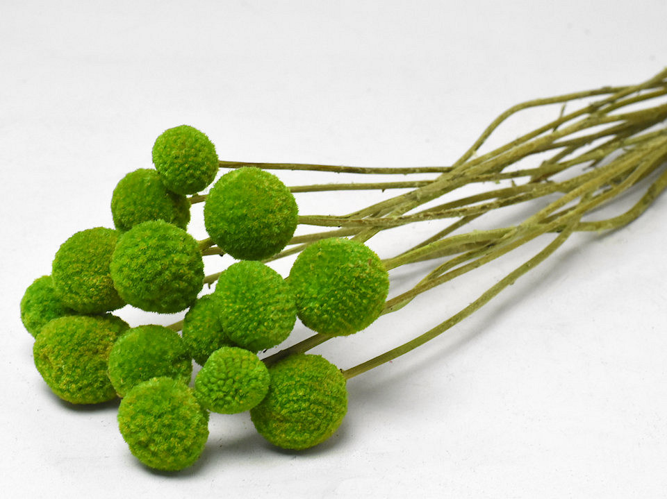 Craspedia Groen 15 stuks 40cm