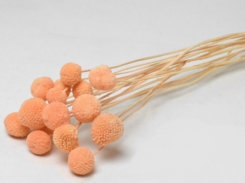 Craspedia Pastel Peach 15pcs 40cm