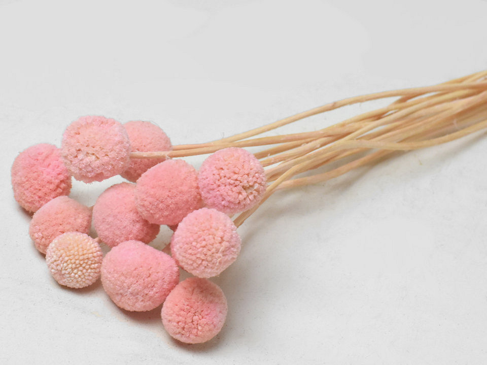 Craspedia Pastel Roze 15 stuks 40cm