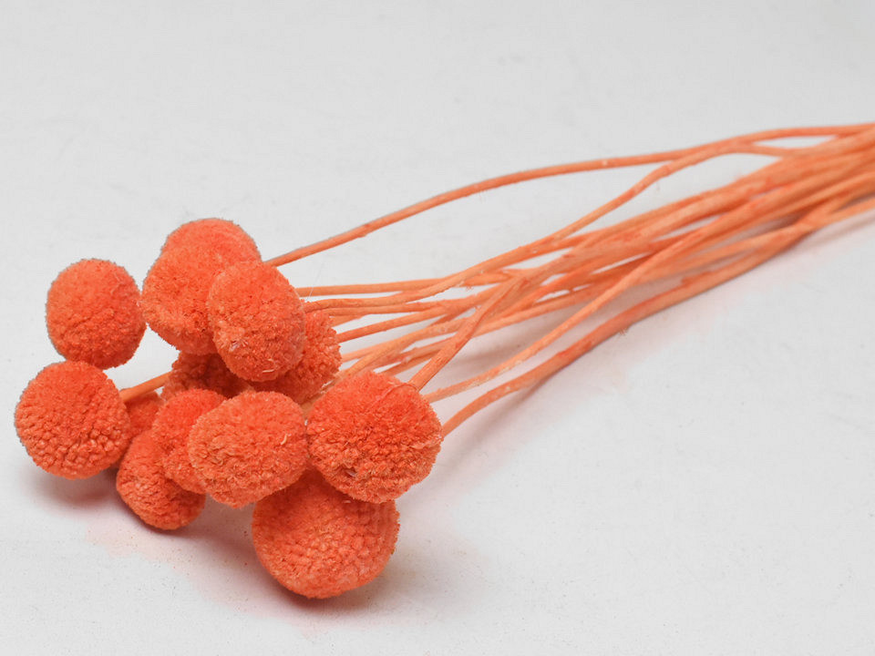 Craspedia Oranje 15 stuks 40cm