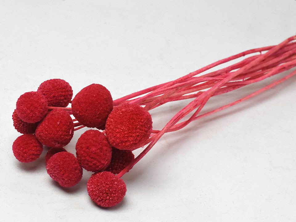 Craspedia Rouge 15pcs 40cm