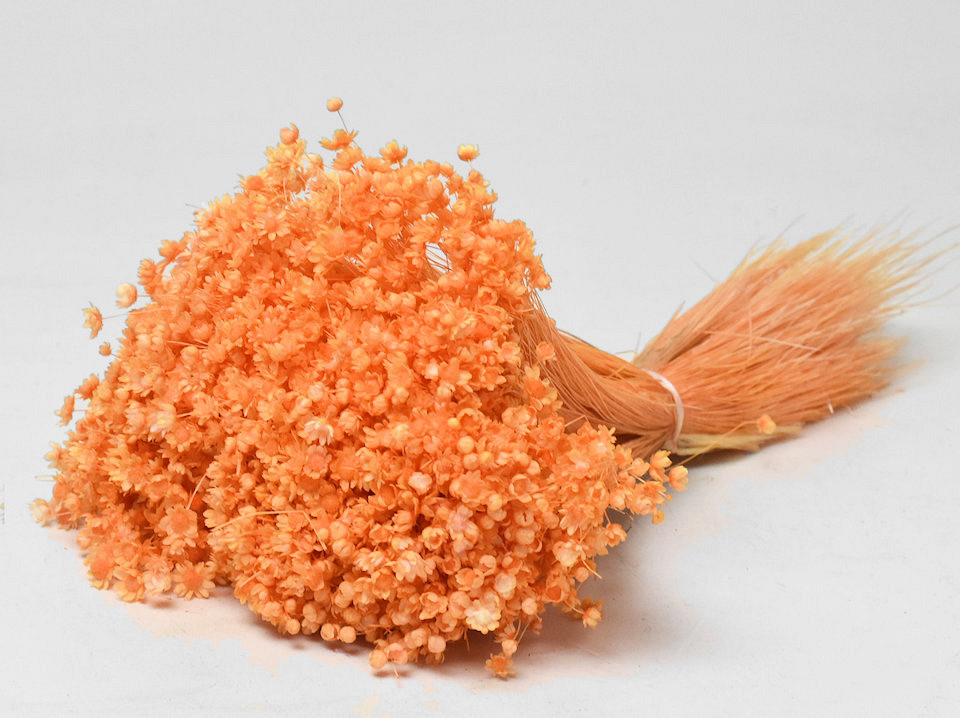 Glixia (50gr) Orange 30cm