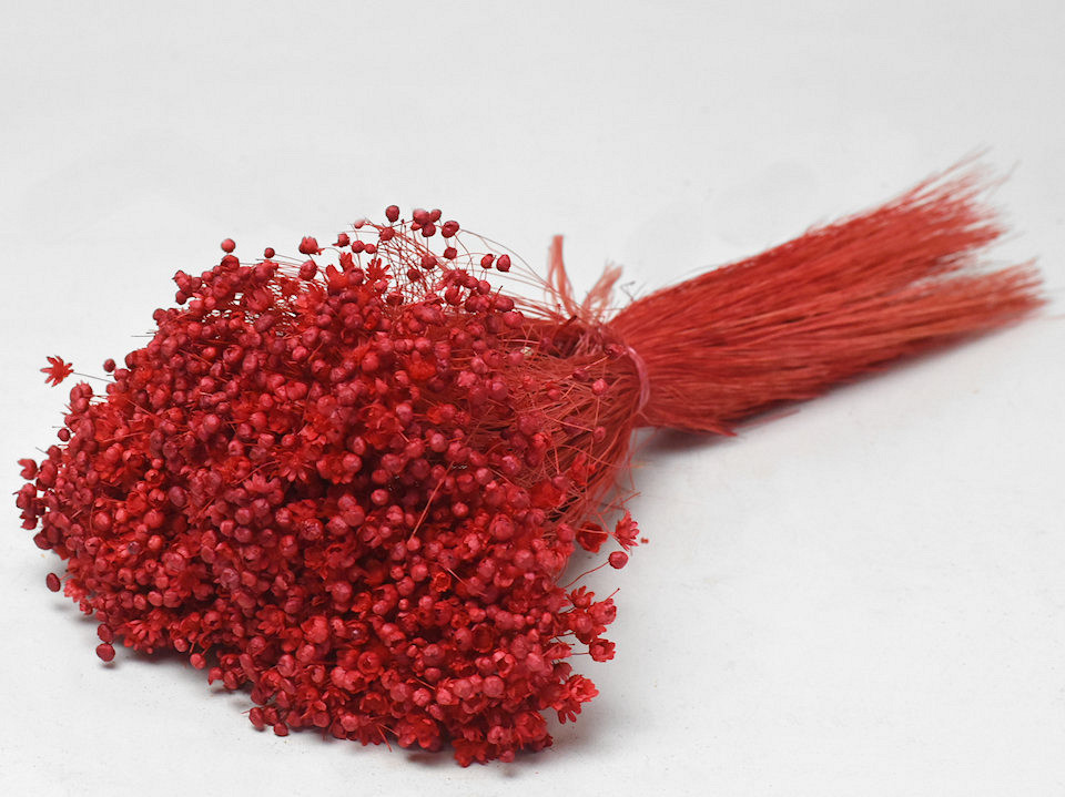 Glixia (50gr) Rood 30cm