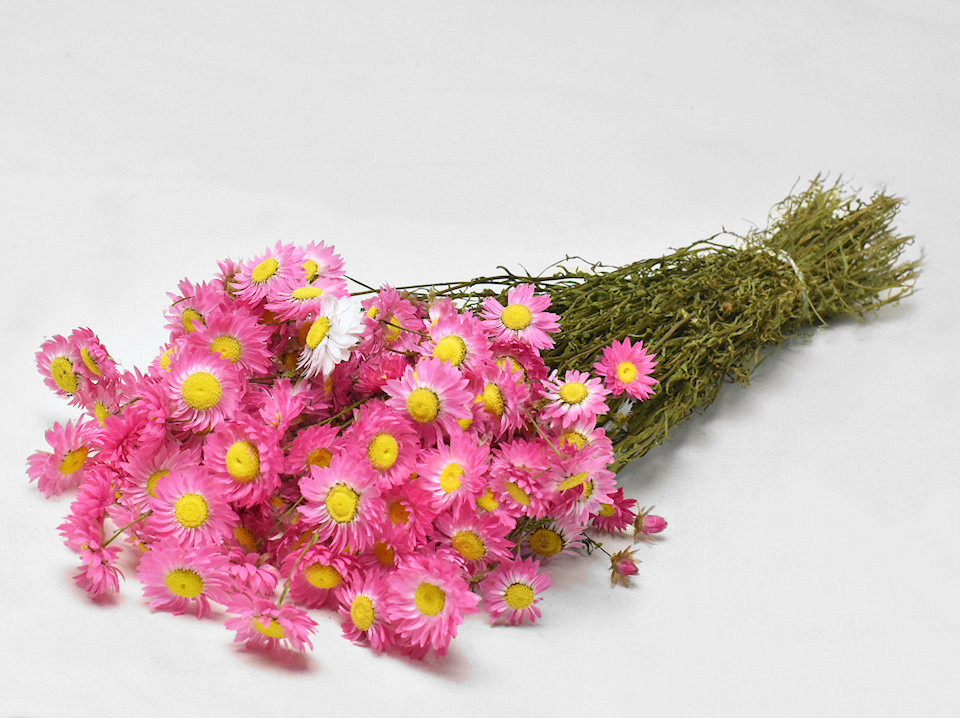Acroclinium Rosa 50cm
