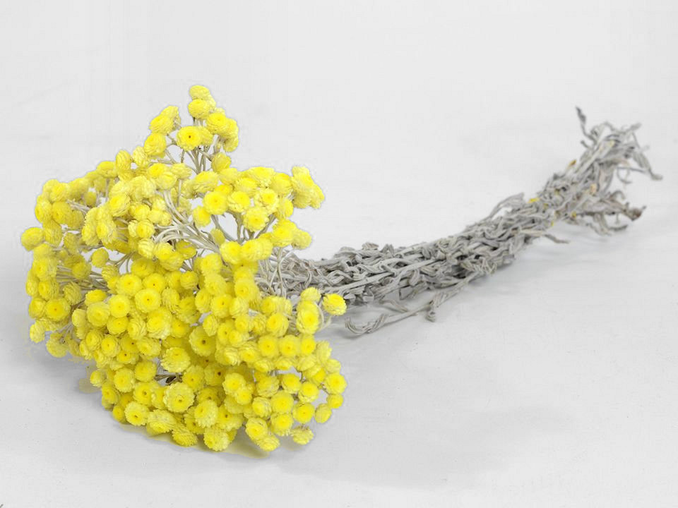 Helichrysum Immortelle 30cm