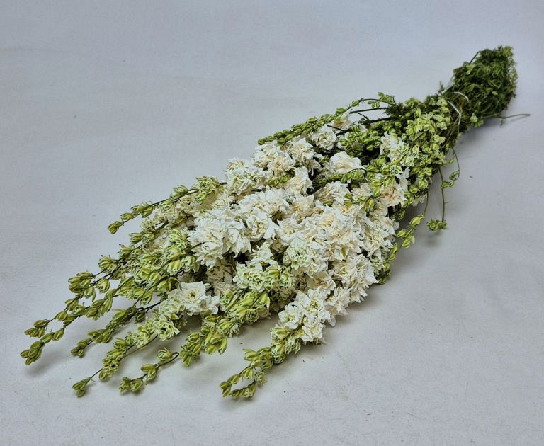 Delphinium Weiß 65cm
