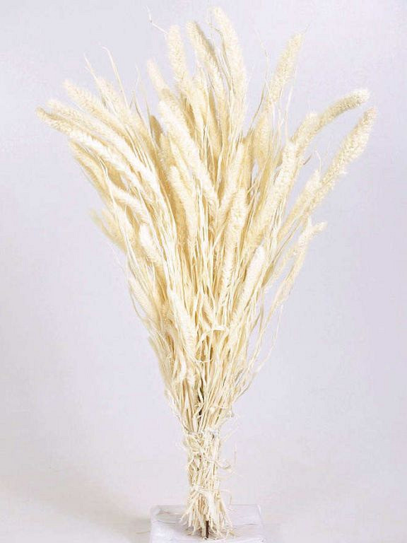 Setaria Gebleicht 65cm