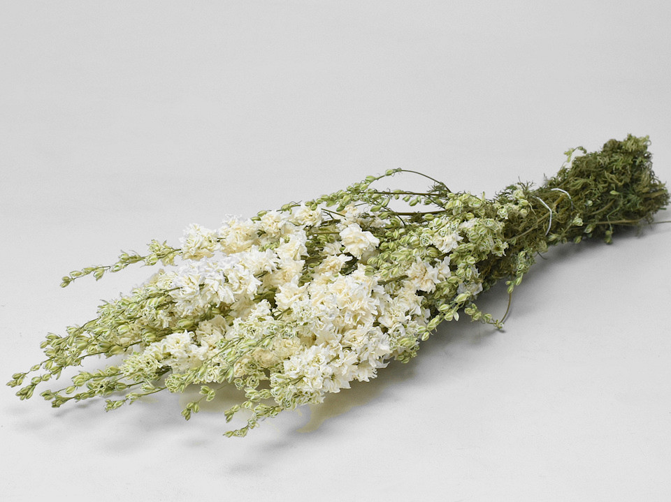 Delphinium Wit 65cm