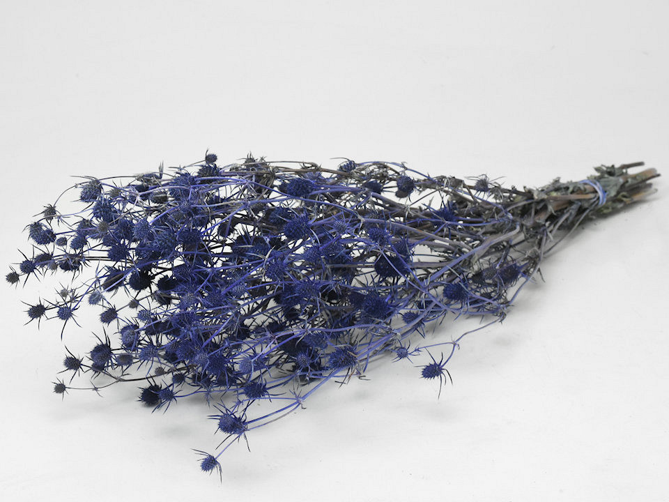 Chardon Eryngium 60cm Bleu