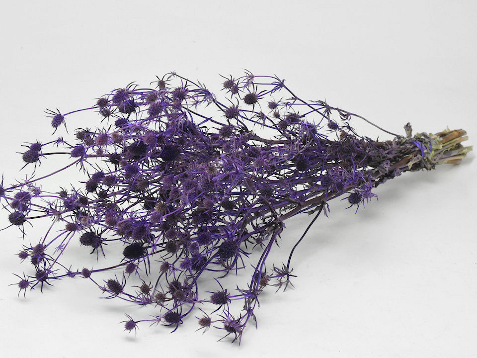 Eryngium Thistles 60cm Purple