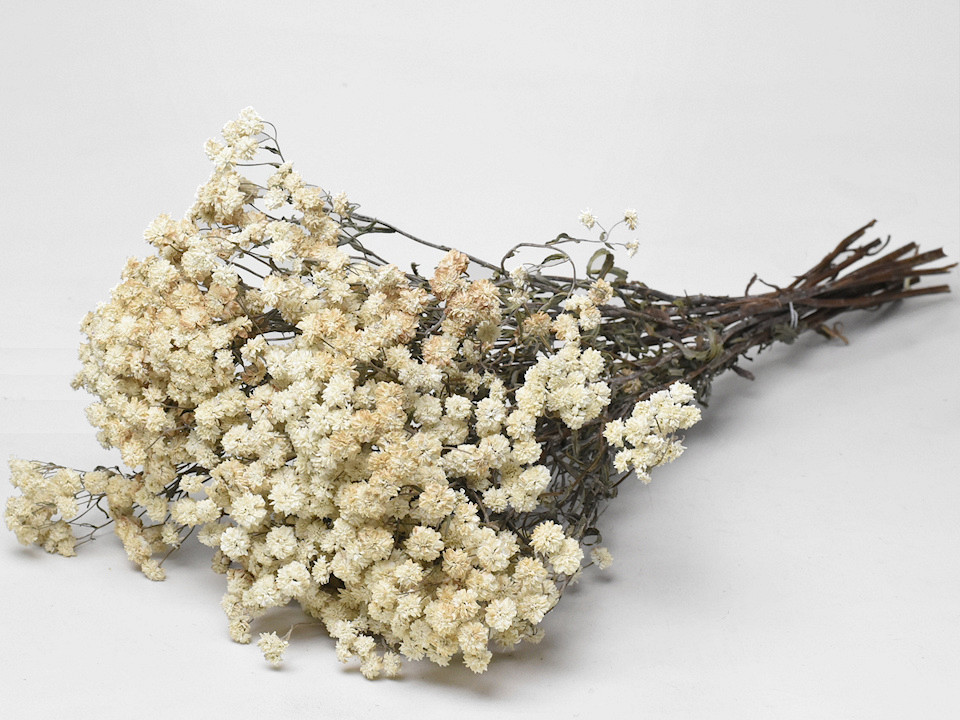 Achillea Pearl 60cm