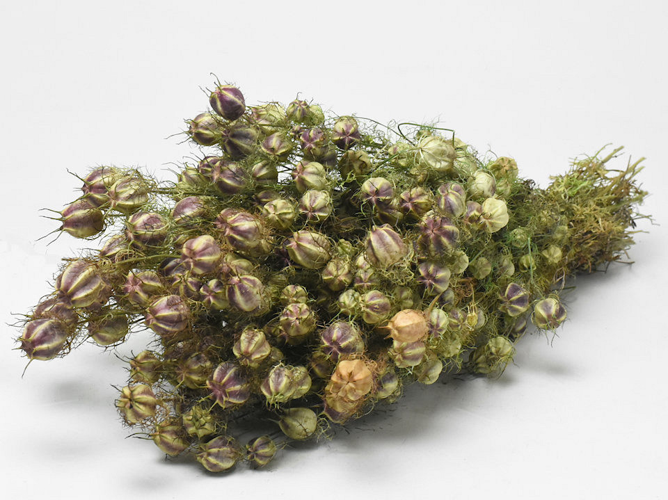 Bouquet Nigella 50cm