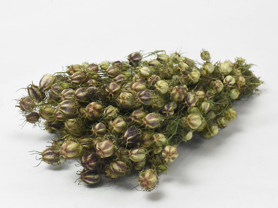 Nigella 45cm