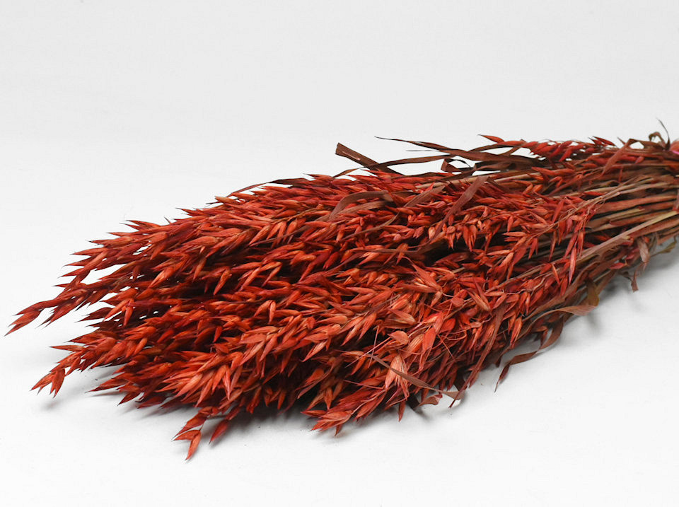 Haver Rood 70cm